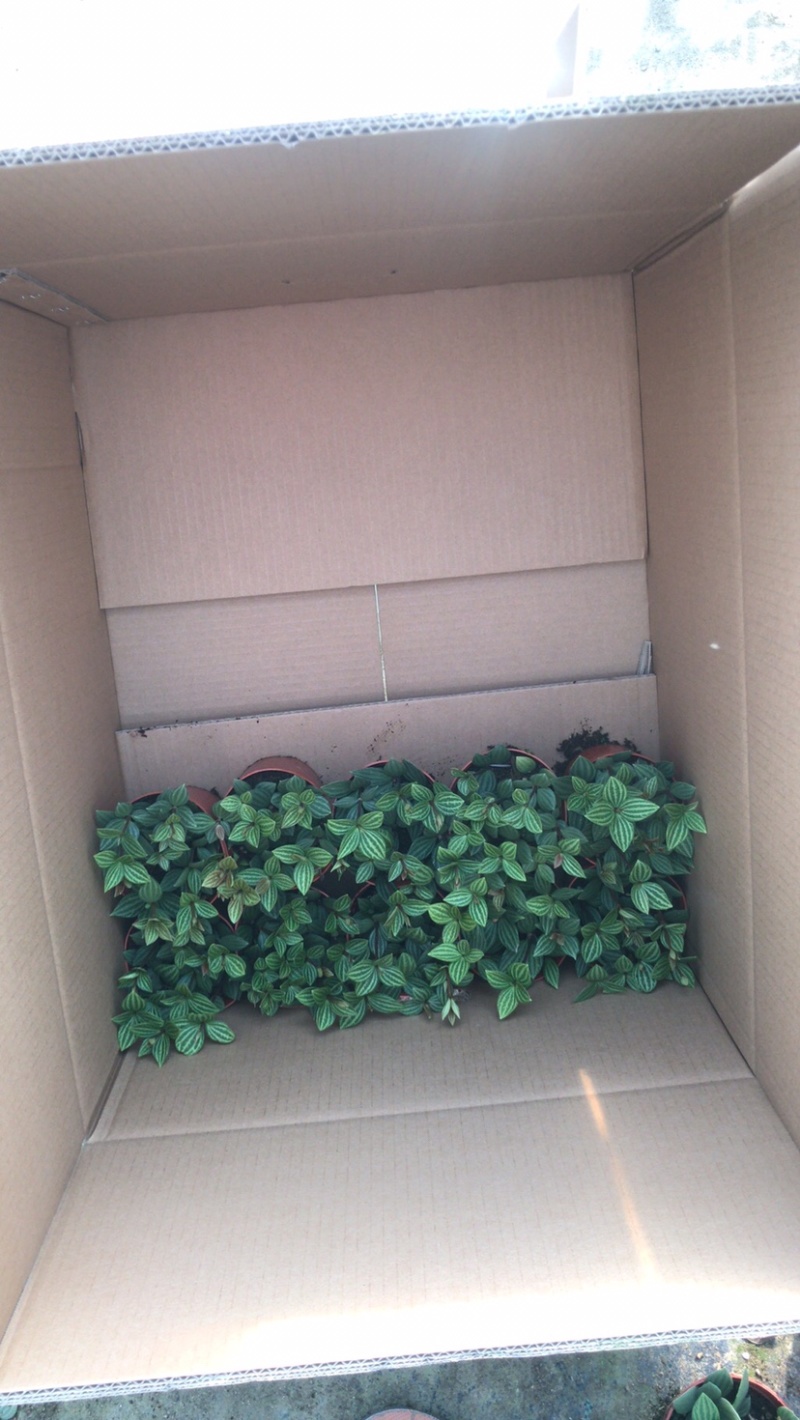 轮叶豆瓣绿