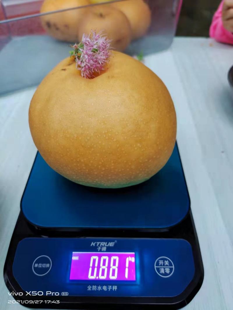 创造梨，新华梨，新品种梨苗，品种纯正，顺丰包邮，签订合同
