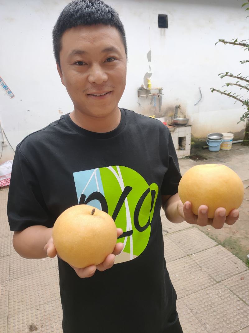 创造梨，新华梨，新品种梨苗，品种纯正，顺丰包邮，签订合同