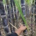 河南省商丘市黑皮甘蔗产地直供！诚信合作，欢迎老板采购！