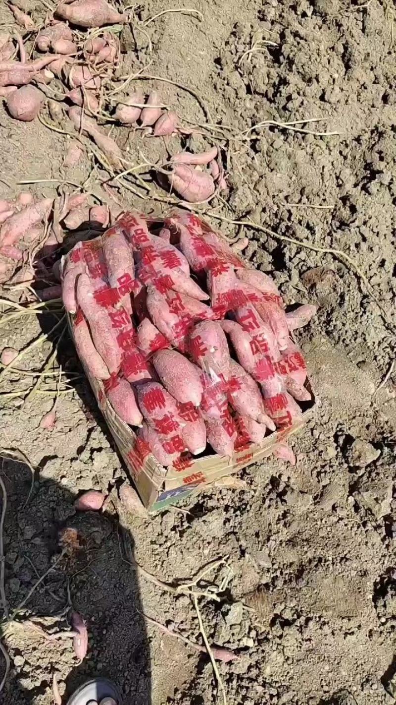 本人常年代收发安徽本地黑土地红薯，价格合理，一条龙服务！