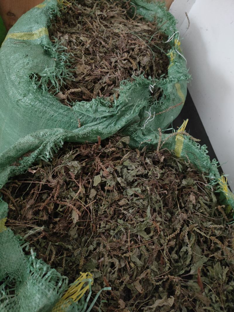 千里光有几吨干货低价出售。