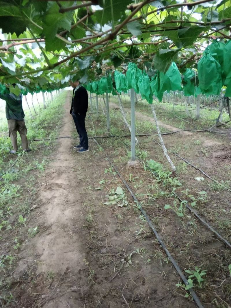 礼泉高山红提葡萄开园了