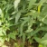 青枫苗，当年青枫小苗价格，50万青枫小苗种植基地批发销售
