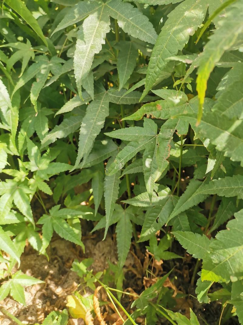 青枫苗，当年青枫小苗价格，50万青枫小苗种植基地批发销售