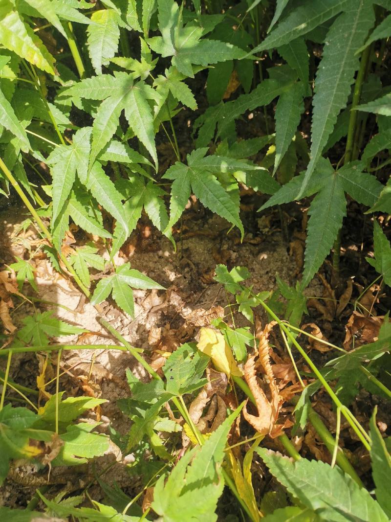 青枫苗，当年青枫小苗价格，50万青枫小苗种植基地批发销售