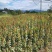 青枫苗，当年青枫小苗价格，50万青枫小苗种植基地批发销售