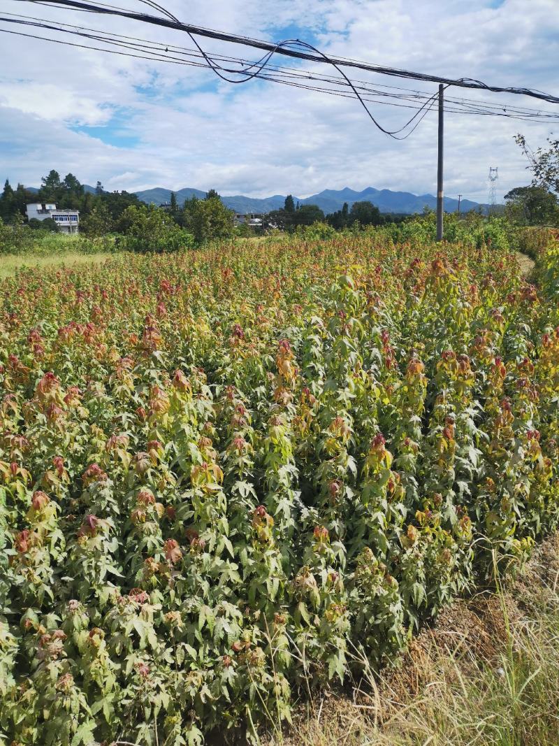 青枫苗，当年青枫小苗价格，50万青枫小苗种植基地批发销售