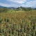 青枫苗，当年青枫小苗价格，50万青枫小苗种植基地批发销售