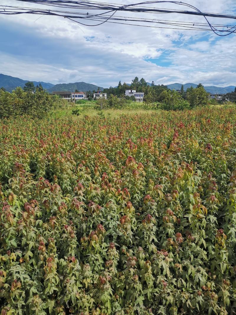 青枫苗，当年青枫小苗价格，50万青枫小苗种植基地批发销售