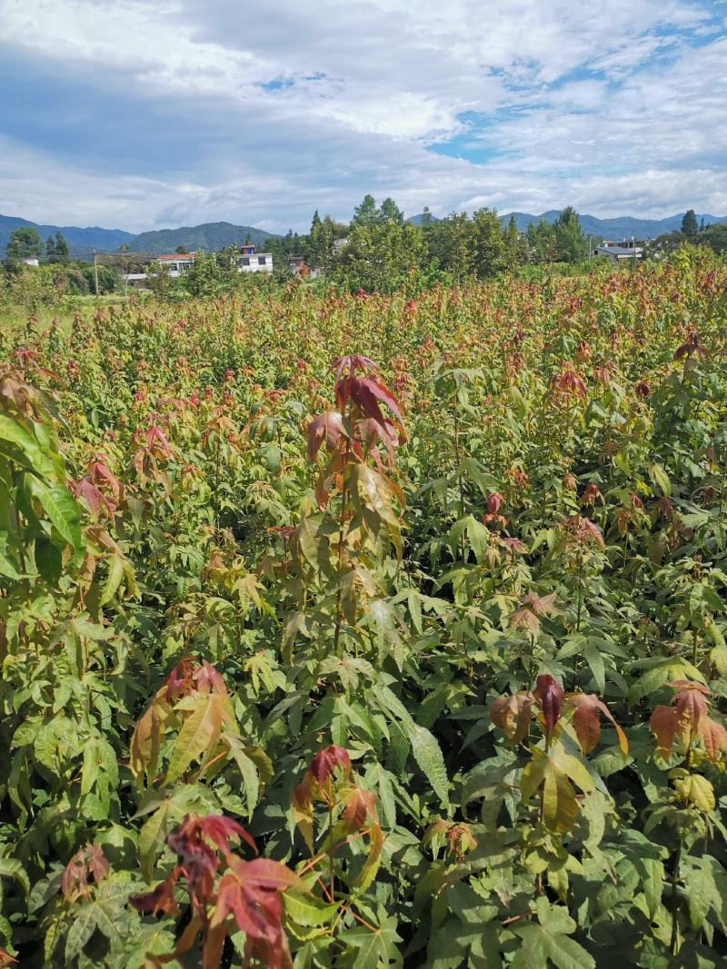 青枫苗，当年青枫小苗价格，50万青枫小苗种植基地批发销售