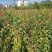 青枫苗，当年青枫小苗价格，50万青枫小苗种植基地批发销售
