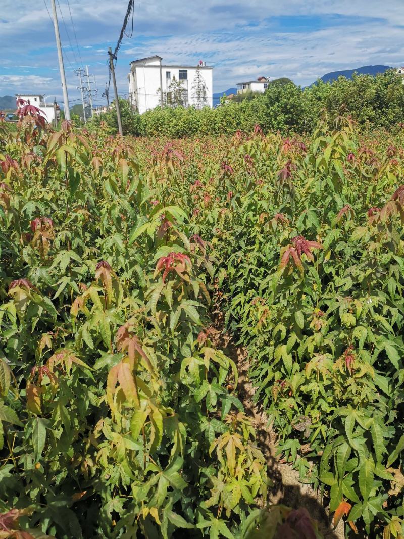青枫苗，当年青枫小苗价格，50万青枫小苗种植基地批发销售