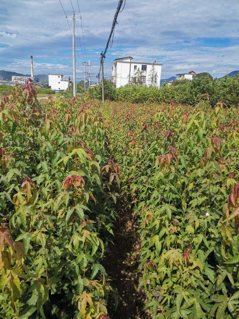 青枫苗，当年青枫小苗价格，50万青枫小苗种植基地批发销售