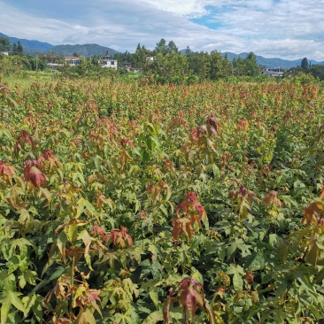 青枫苗，当年青枫小苗价格，50万青枫小苗种植基地批发销售