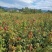 青枫苗，当年青枫小苗价格，50万青枫小苗种植基地批发销售