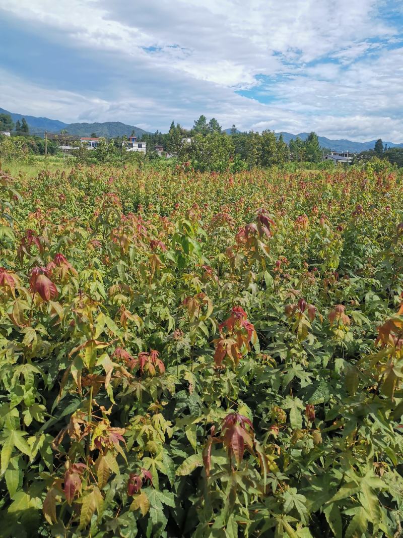 青枫苗，当年青枫小苗价格，50万青枫小苗种植基地批发销售
