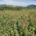 青枫苗，当年青枫小苗价格，50万青枫小苗种植基地批发销售
