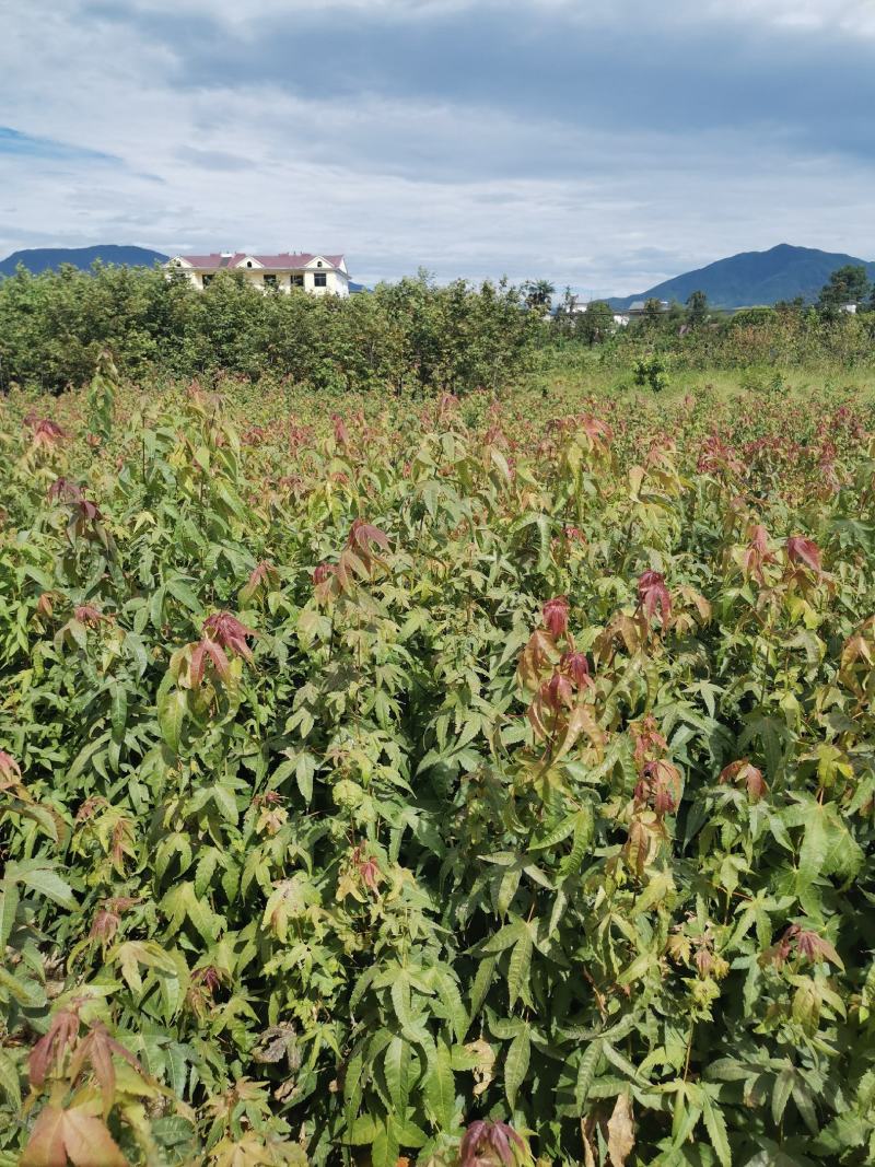 青枫苗，当年青枫小苗价格，50万青枫小苗种植基地批发销售