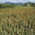 青枫苗，当年青枫小苗价格，50万青枫小苗种植基地批发销售