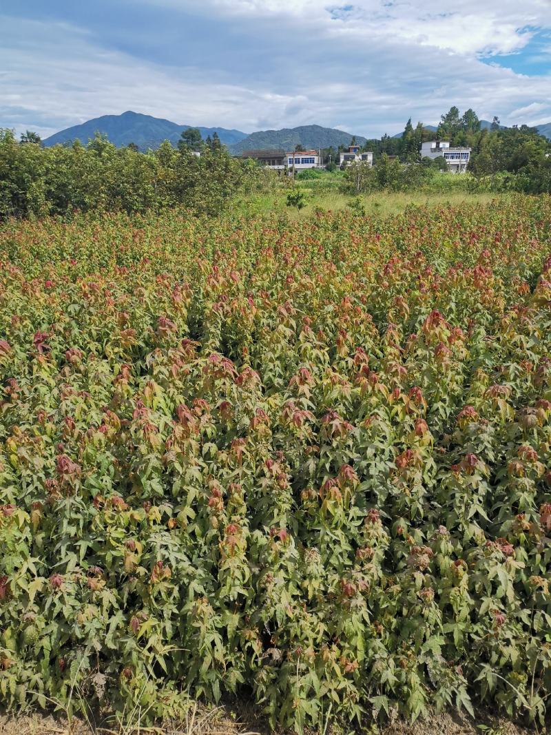 青枫苗，当年青枫小苗价格，50万青枫小苗种植基地批发销售