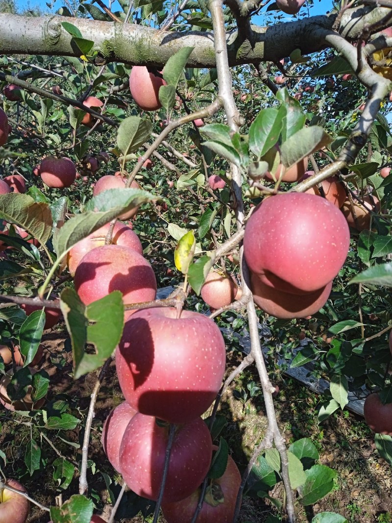 昭通丑苹果糖心苹果火热上市大量批发品质保证