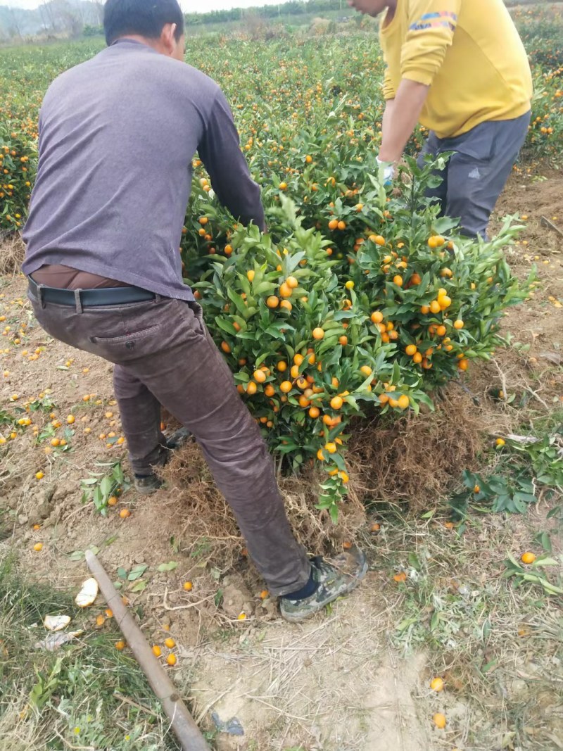 金桔树，阳朔县斌斌三红蜜柚种植家庭农场