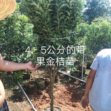 金桔树，阳朔县斌斌三红蜜柚种植家庭农场