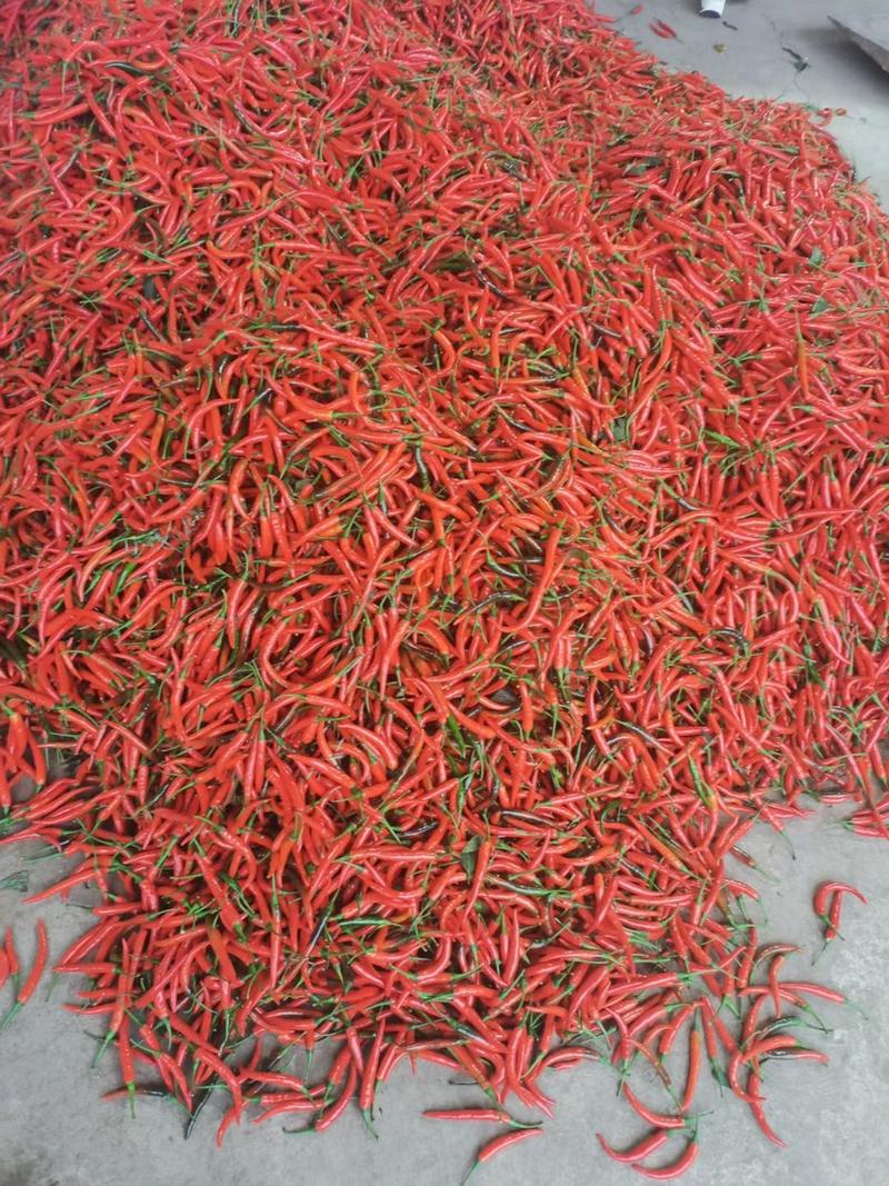 泰系大果型朝天椒-一品天泽（抗性好，硬度好，产量高）