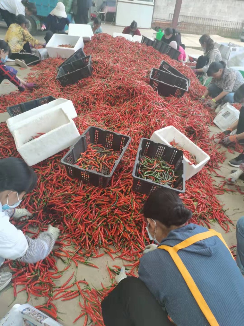 泰系大果型朝天椒-一品天泽（抗性好，硬度好，产量高）