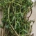 马齿苋菜大量上市