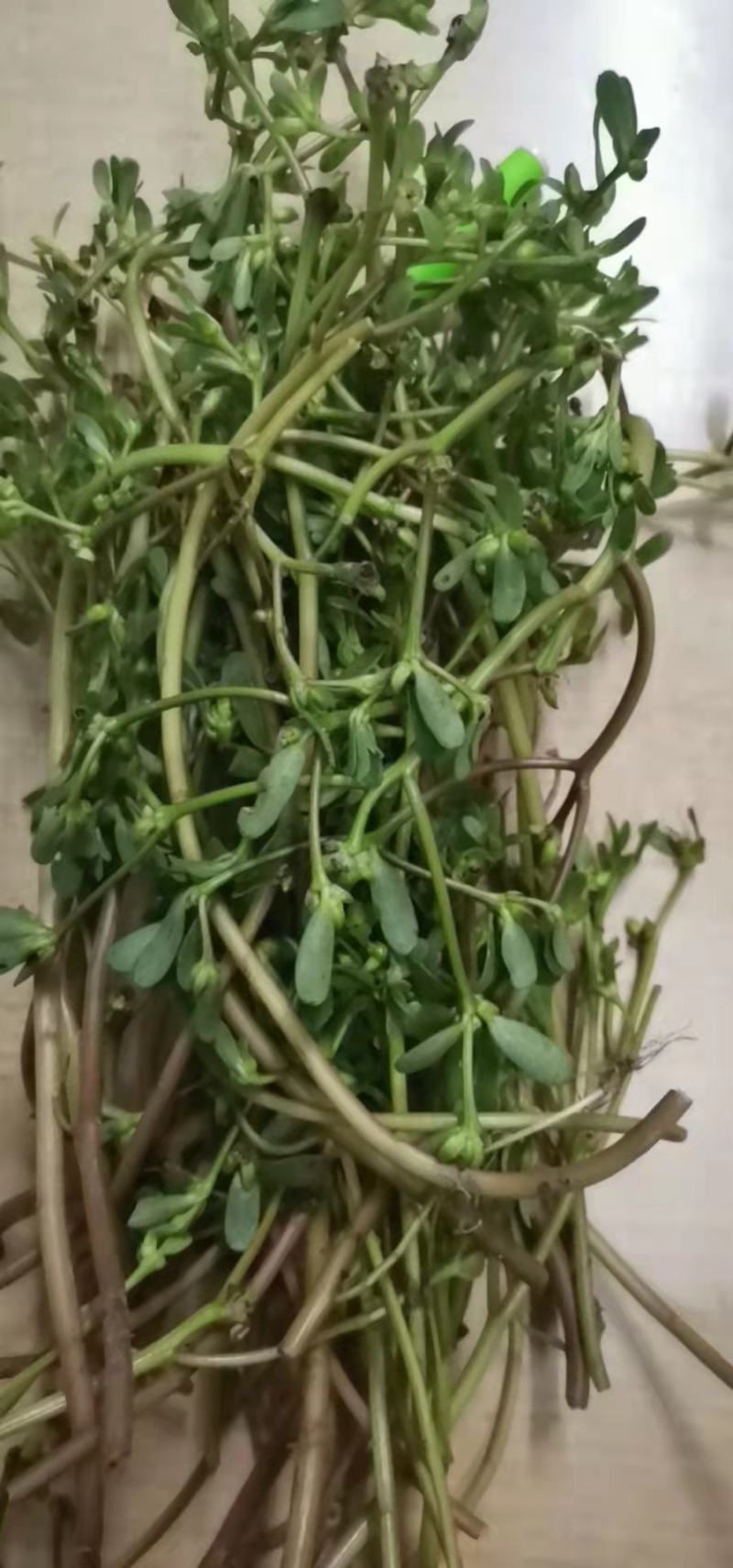 马齿苋菜大量上市