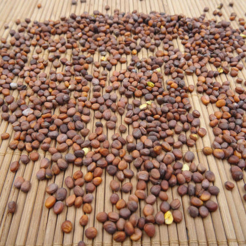 莱菔子，炒莱菔子，萝卜籽现货供应欢迎咨询合作！