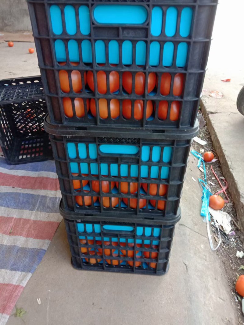 云南精品石头果红果大量上市