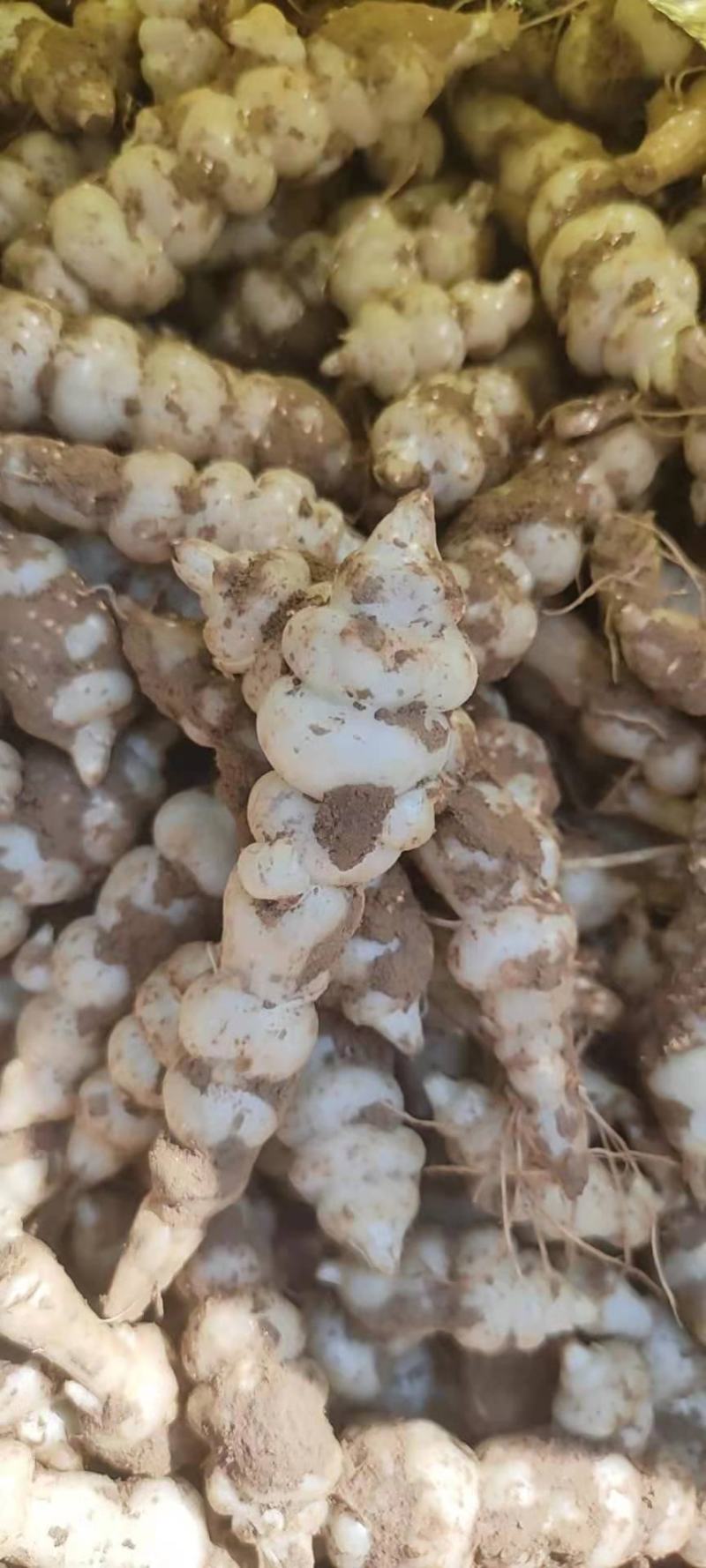 新鲜螺丝菜
