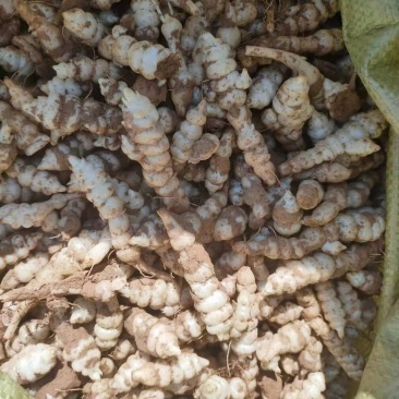 新鲜螺丝菜