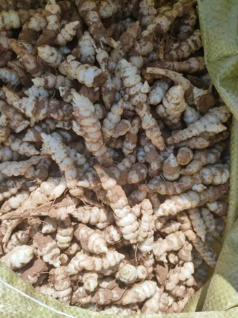 新鲜螺丝菜