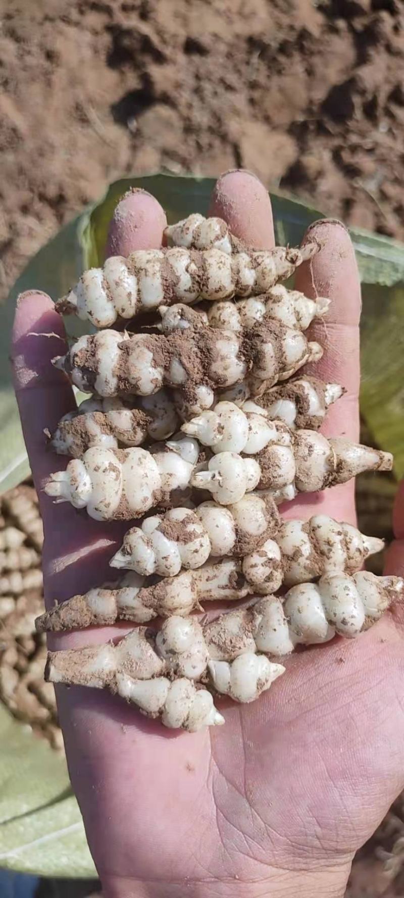 新鲜螺丝菜