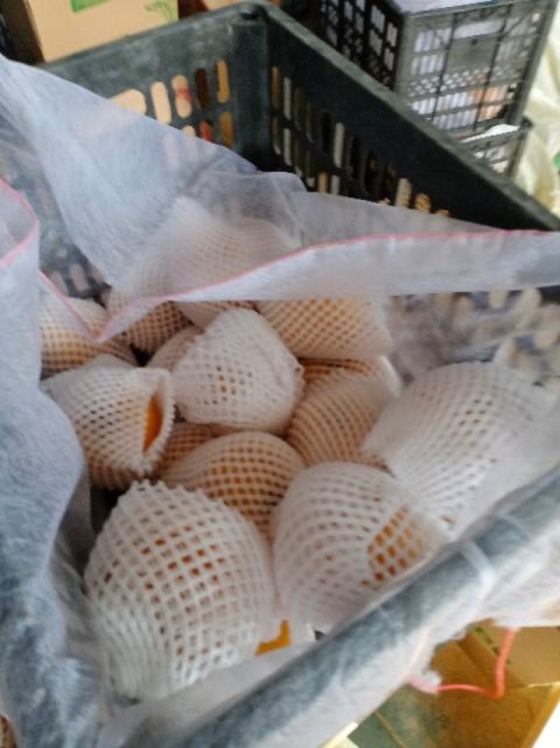 南乐晚秋黄梨产地直发量大价优诚信经营欢迎来电