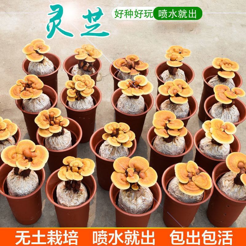 蘑菇菌种包灵芝菌包灵芝菌棒菌包家庭室内趣味养殖多肉盆栽