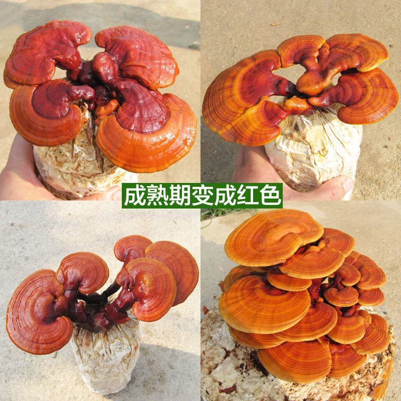 蘑菇菌种包灵芝菌包灵芝菌棒菌包家庭室内趣味养殖多肉盆栽