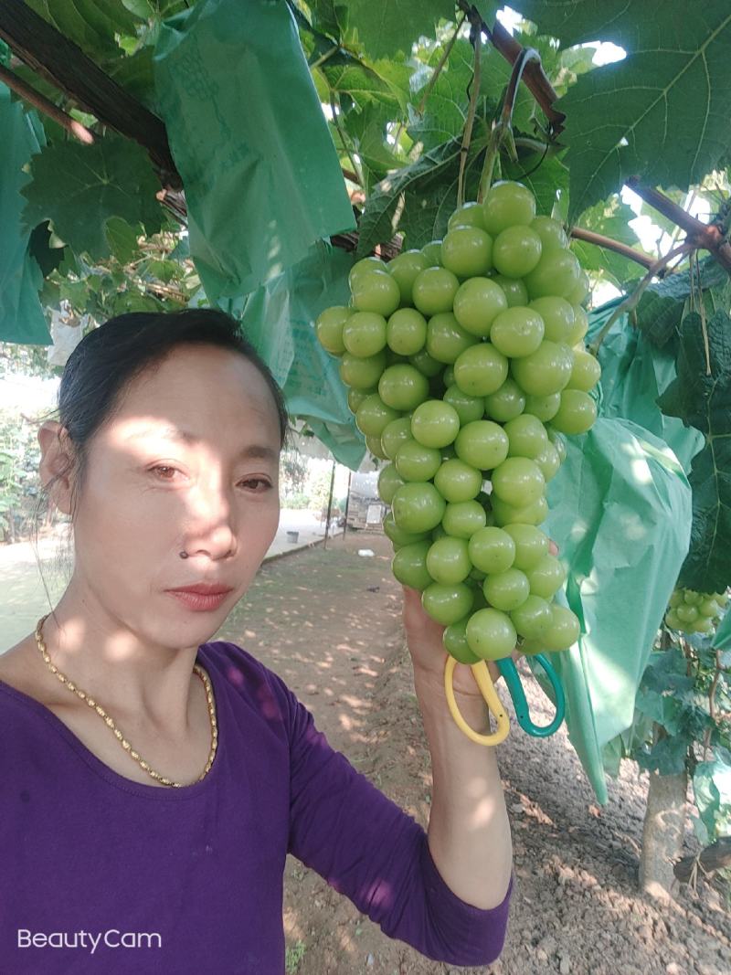 阳光玟瑰嫁接葡萄苗，直根苗，南北均可种植。