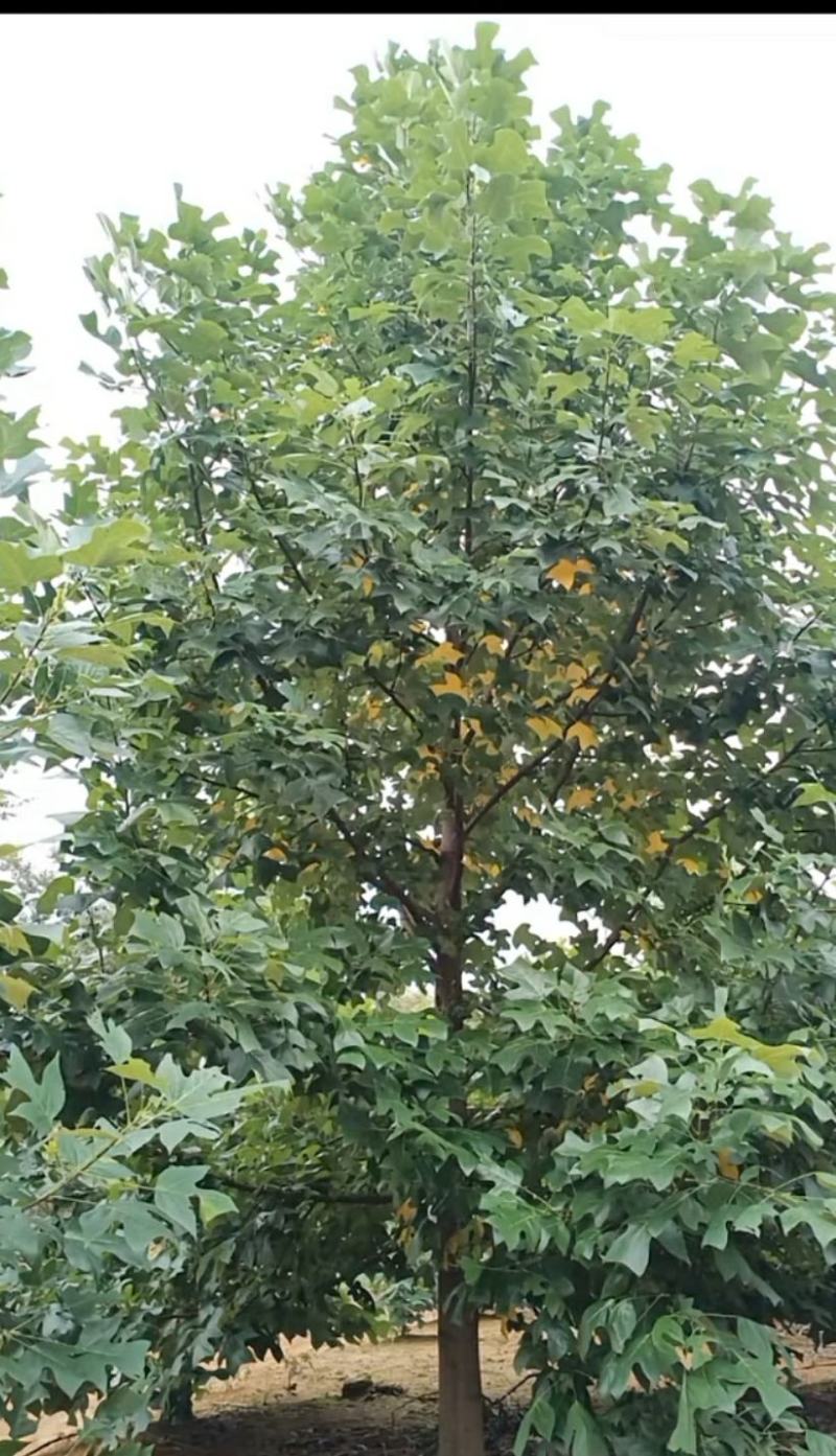 马褂木（鹅掌楸）