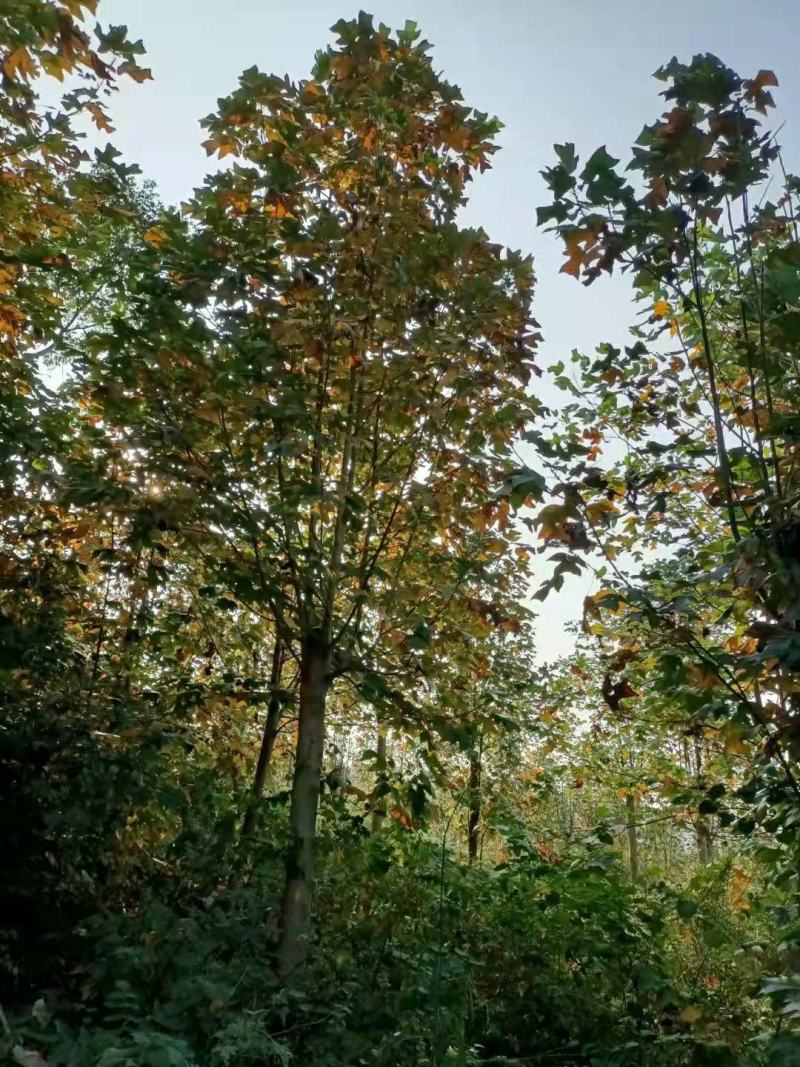 马褂木（鹅掌楸）