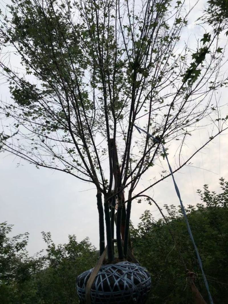 合欢树
