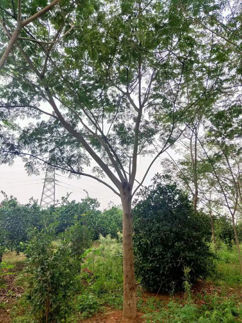 合欢树