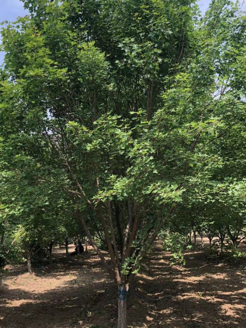 合欢树