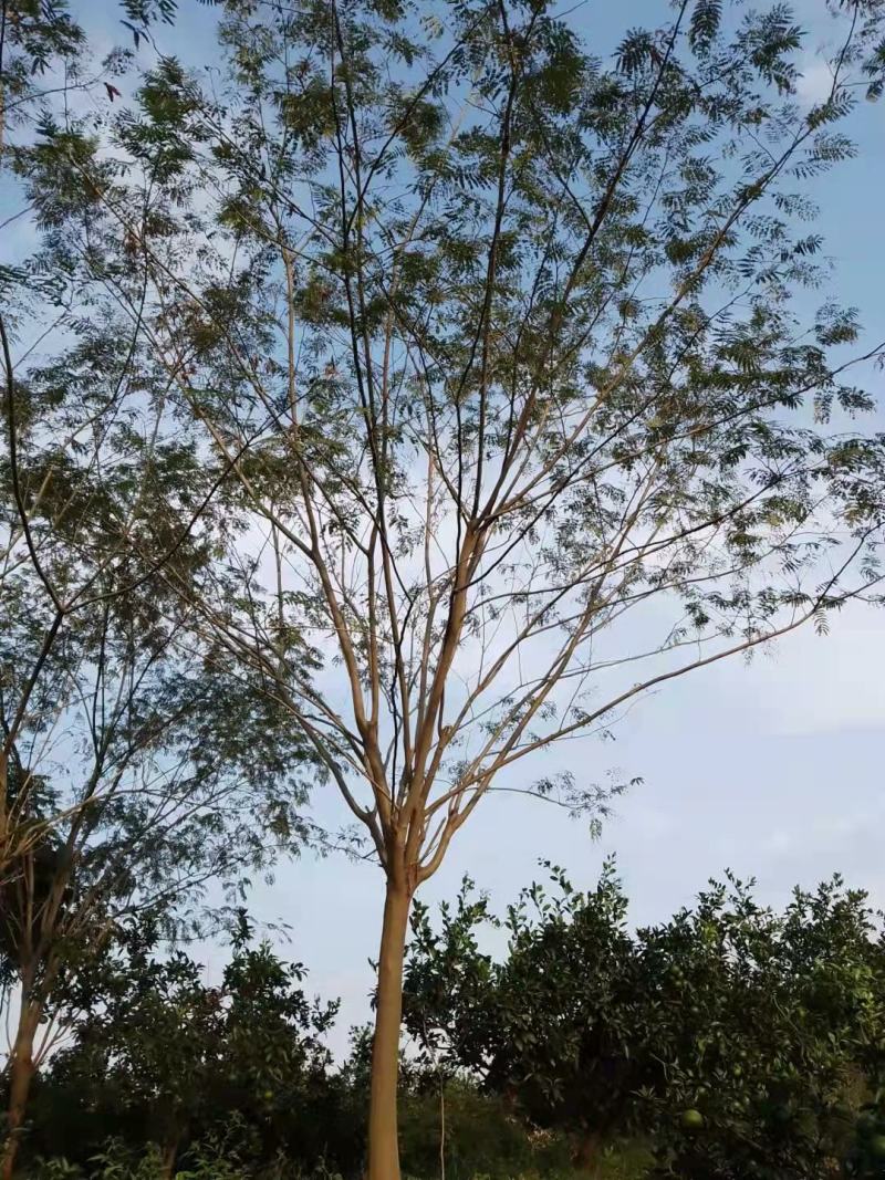 合欢树