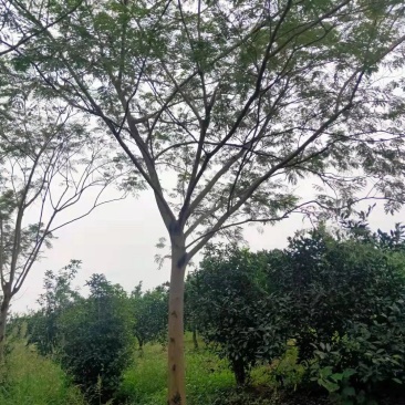 合欢树