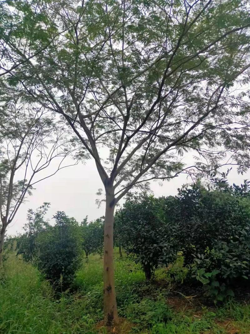 合欢树